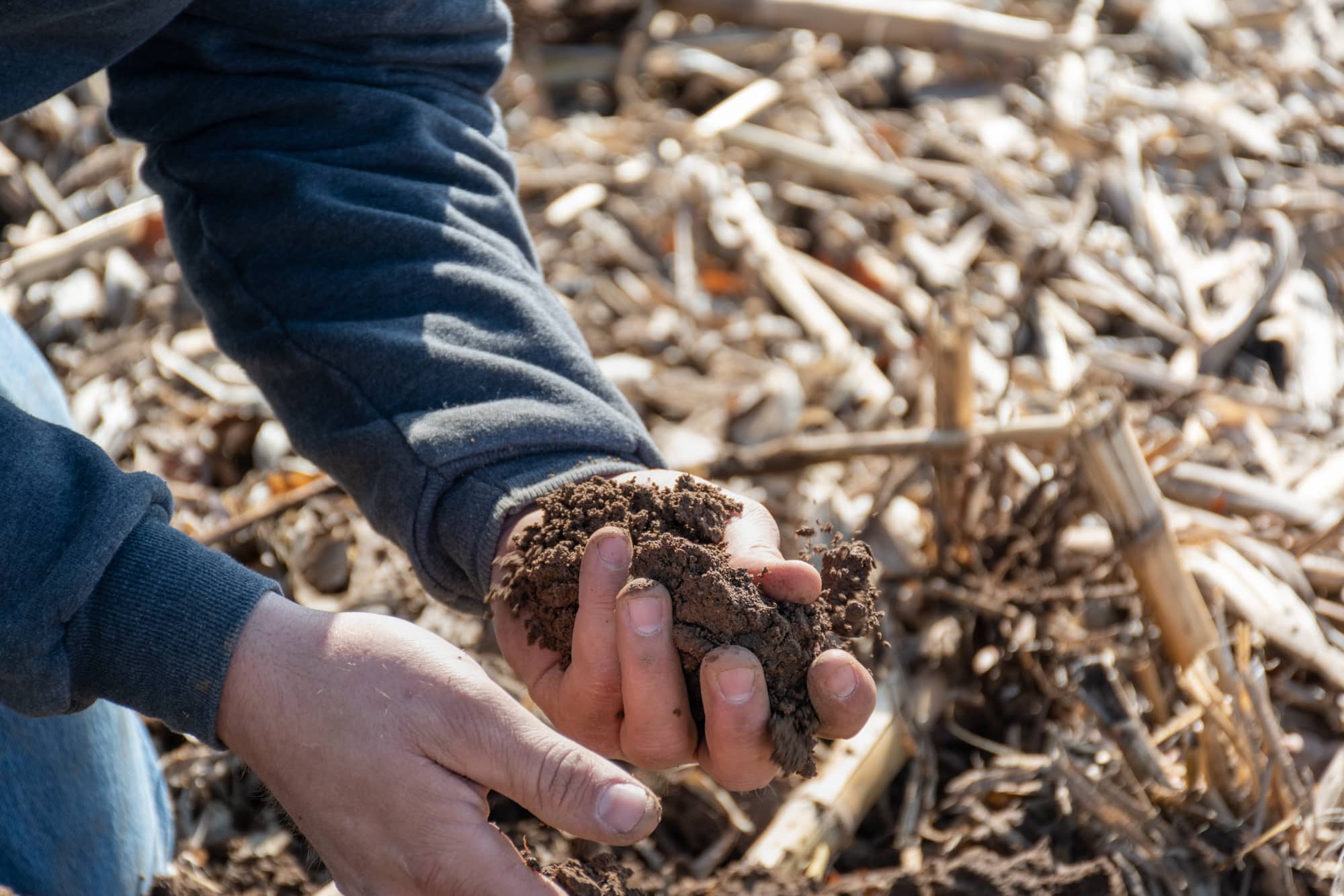 Hands holding dirt in a recently harvested corn field.