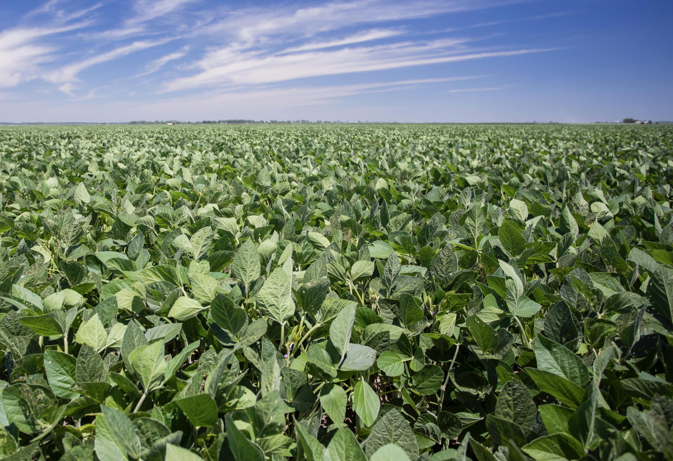 soybean field with blue sky