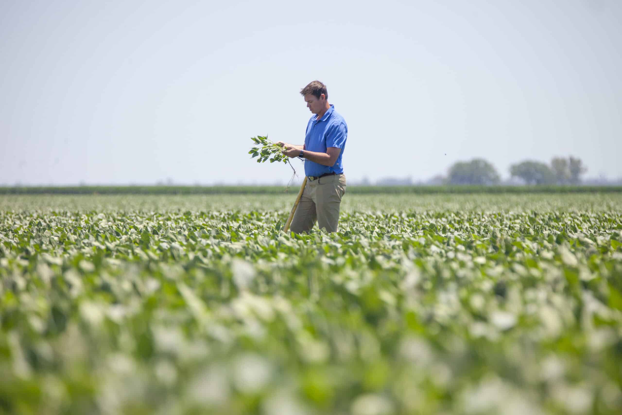 Man stands in a soybean field inspecting a pulled soybean plant that he holds in his hands.