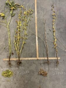 Soybean plants pulled from field. AMS-treated on the left and untreated on the right. AMS-treated is taller and has more pods than the untreated.