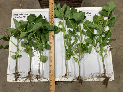 Untreated and AMS-treated soybeans next to a ruler. AMS-treated soybeans are taller.