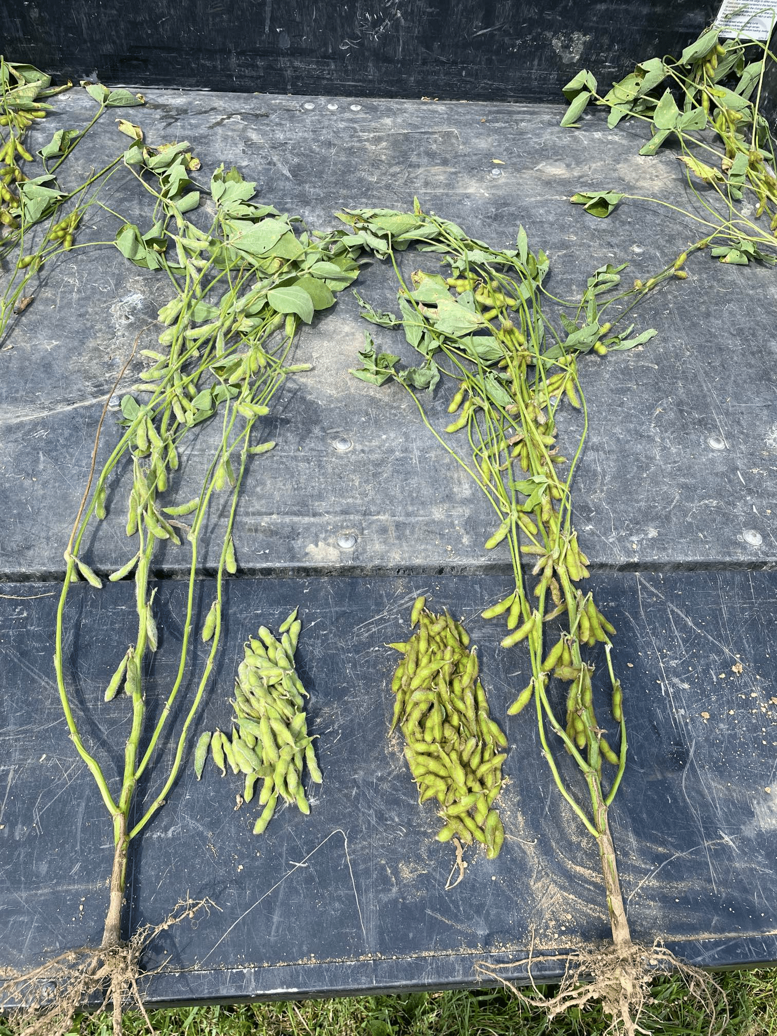 Untreated and AMS-treated soybean plants laying on the bed of a pick-up truck. AMS-treated soybeans have significantly more pods.